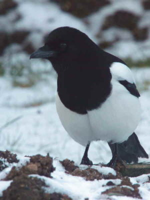 Magpie, Baillieston, Glasgow