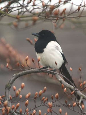 Magpie, Baillieston, Glasgow