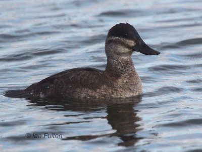 Ruddy Duck (female), Hogganfield Loch, Glasgow