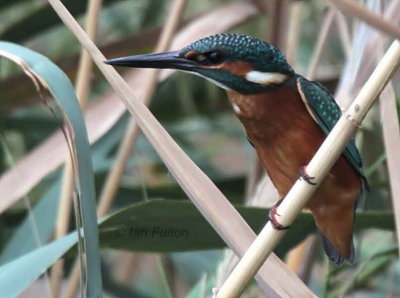 Common Kingfisher, Dalyan, Turkey