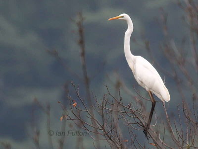 Great White Egret, Lake Koycegiz-Dalyan, Turkey
