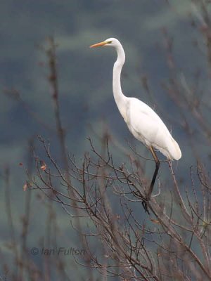 Great White Egret, Lake Koycegiz-Dalyan, Turkey