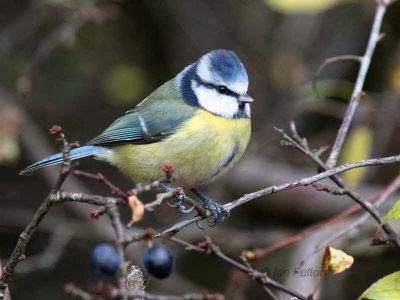 Blue Tit, Loch Lomond NNR, Clyde