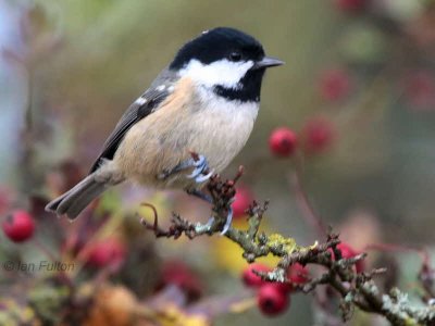 Coal Tit, Loch Lomond NNR, Clyde