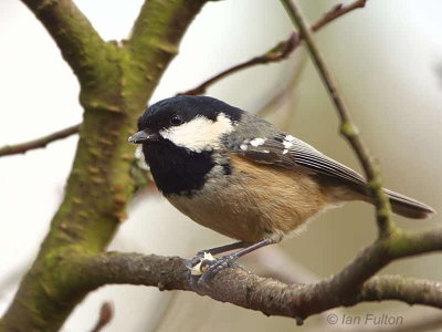 Coal Tit, Ken-Dee RSPB, Dumfries&Galloway