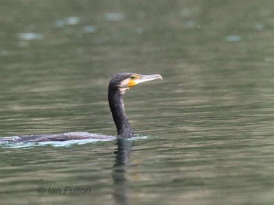 Great Cormorant, Lake Koycegiz, Turkey