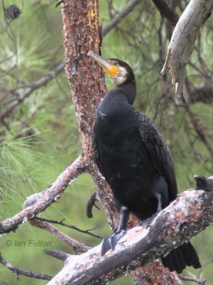 Great Cormorant, Dalyan River, Turkey