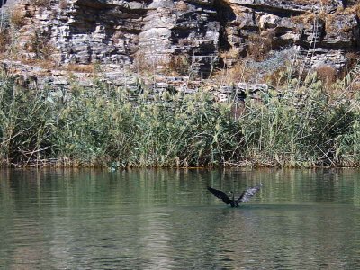 Great Cormorant, Dalyan River, Turkey
