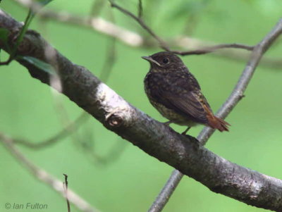 Common Redstart(juvenile), Sallochy Wood-Loch Lomond, Clyde