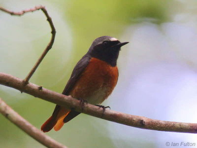 Common Redstart, Sallochy Wood-Loch Lomond, Clyde