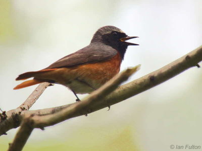 Common Redstart, Sallochy Wood-Loch Lomond, Clyde