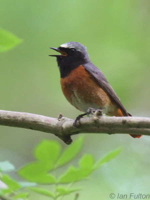 Common Redstart, Sallochy Wood-Loch Lomond, Clyde