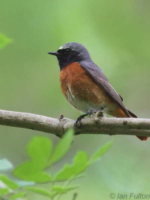 Common Redstart