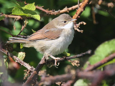 Common Whitethroat, Dumbarton, Clyde