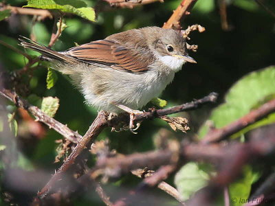 Common Whitethroat, Dumbarton, Clyde