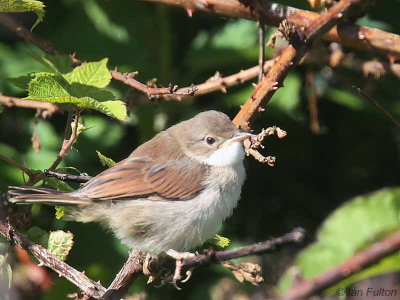 Common Whitethroat, Dumbarton, Clyde