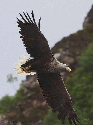 White-tailed Eagle, Portree-Skye, Highland