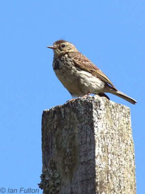 Meadow Pipit, Long Crags-Dumbarton, Clyde