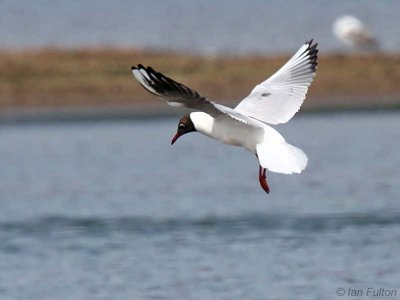 Black-headed Gull, Endrick Mouth, Clyde