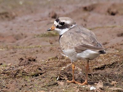 Ringed Plover, Endrick Mouth, Clyde
