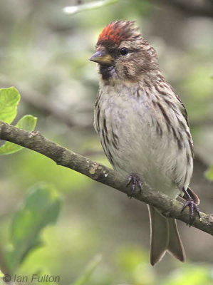 Lesser Redpoll, Endrick Mouth, Clyde