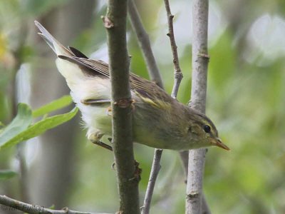 Willow Warbler, Endrick Mouth, Clyde