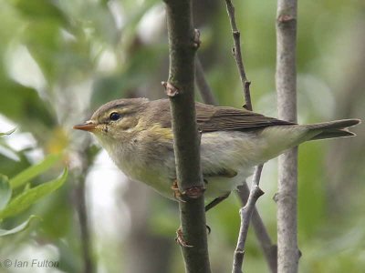 Willow Warbler, Endrick Mouth, Clyde