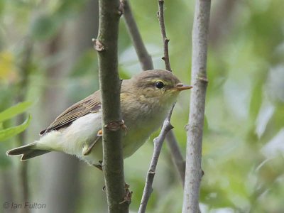 Willow Warbler, Endrick Mouth, Clyde