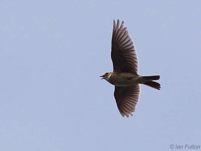 Skylark, Crom Mhin marsh-Loch Lomond NNR, Clyde