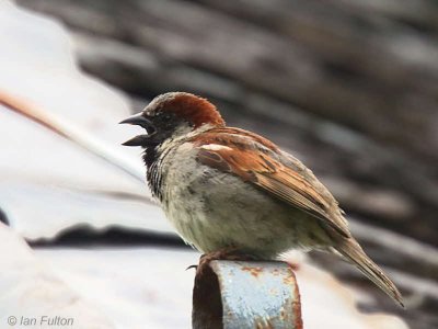 House Sparrow, Talisker Bay, Skye