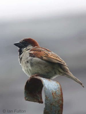 House Sparrow, Talisker Bay, Skye