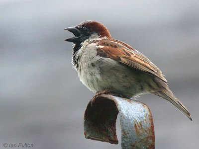 House Sparrow, Talisker Bay, Skye