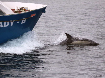 Common Dolphins, Sound of Raasay, Skye