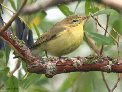 Willow Warbler, Loch Lomond NNR, Clyde