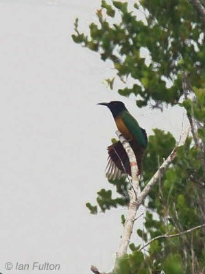 Black-headed Bee-eater, Loango NP, Gabon
