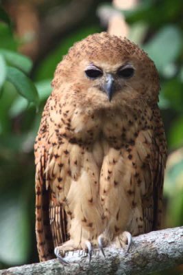 Pel's Fishing Owl, Mpivie River-Loango NP, Gabon