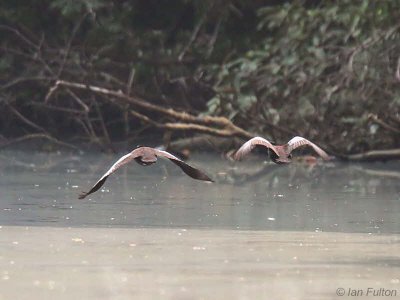 Hartlaub's Duck, Mpivie River-Loango NP, Gabon