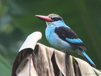 Blue-breasted Kingfisher, Bom Bom Resort, Príncipe