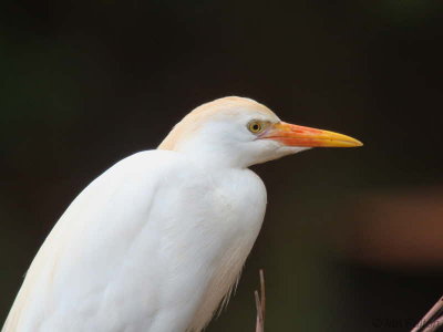 Cattle Egret, Bom Bom Resort, Príncipe