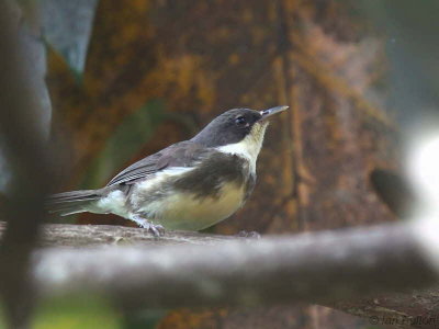 Dohrn's Thrush-Babbler, Bom Bom Resort, Príncipe