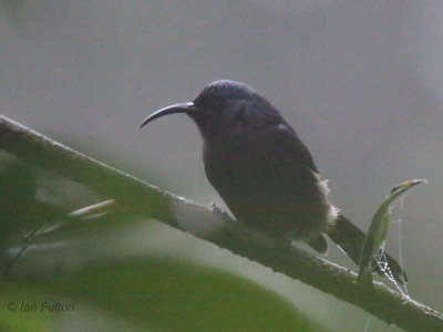 Giant Sunbird, Cao Grande, São Tomé
