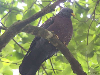 São Tomé Maroon (or Olive) Pigeon, Obô National Park, São Tomé