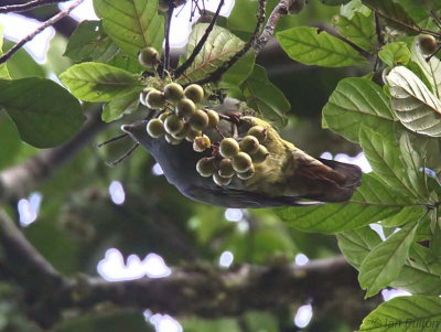 São Tomé Green Pigeon, Cao Grande, São Tomé