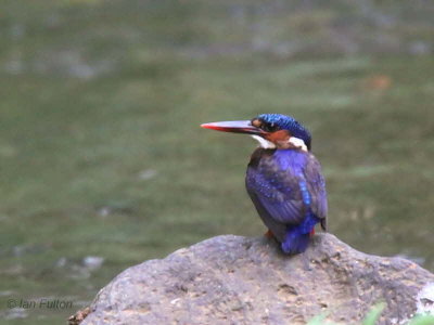 São Tomé Kingfisher, Agua Grande, São Tomé