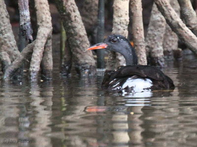 African Finfoot (male), Akaka-Longo NP, Gabon