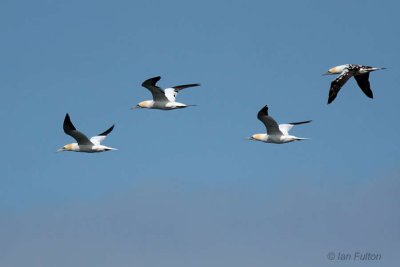 Gannets, Fife Ness, Fife