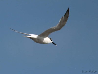 Sandwich Tern, Fife Ness, Fife