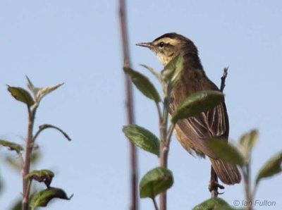 Sedge Warbler, Fife Ness, Fife