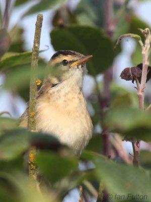 Sedge Warbler, Fife Ness, Fife