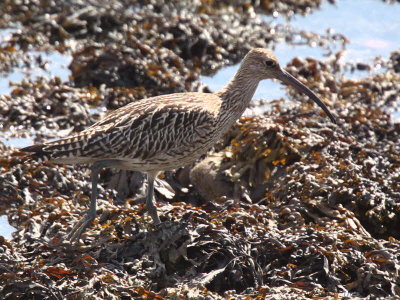 Curlew, Pittenweem Harbour, Fife